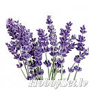 SAPOLINA fragrance oil for soap making, 10ml, lavender