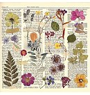 Skrapbukinga papīra kolekcija "Summer botanical story", 20x20cm, 200g/ m2, 10 divpusējas loksnes